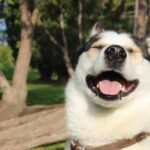 Do Dogs Have a Sense of Humor?