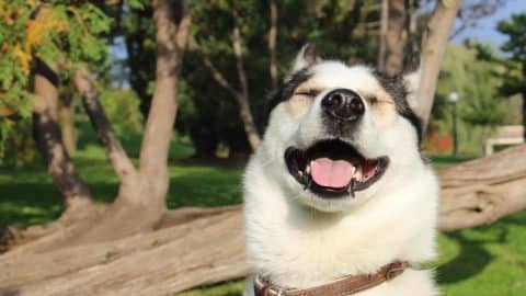 Do Dogs Have a Sense of Humor?