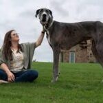 tallest dog in the world