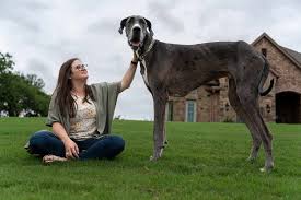 tallest dog in the world